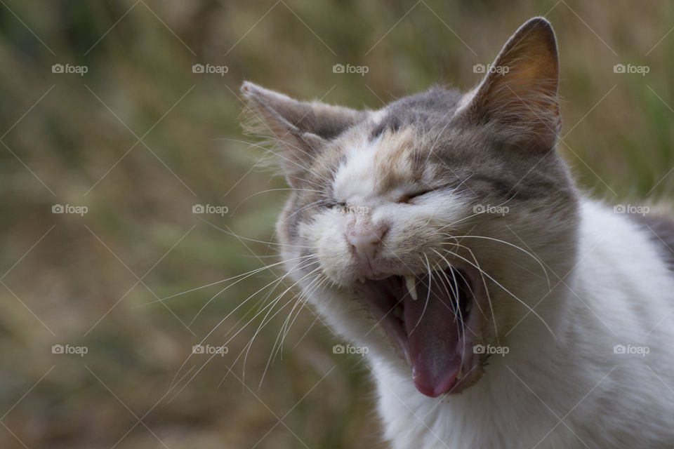 Domestic cat yawning  at outdoors