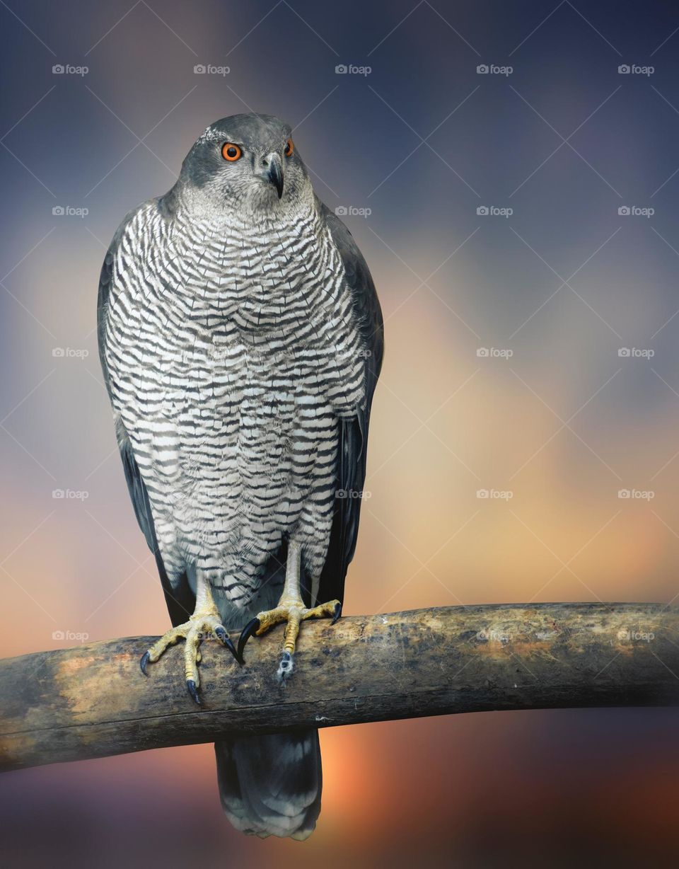 Beautiful birds on tree branch