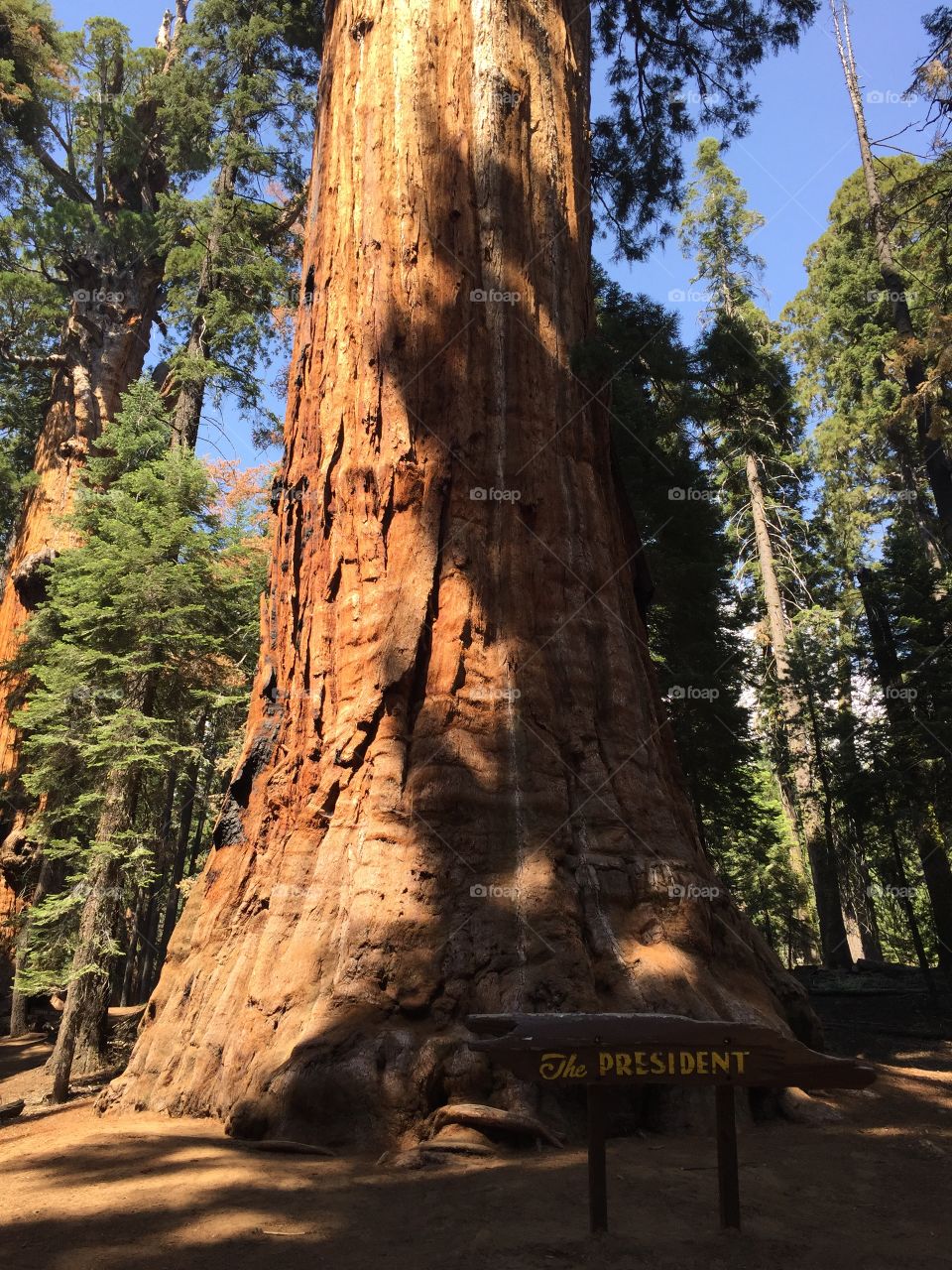 Sequoias 