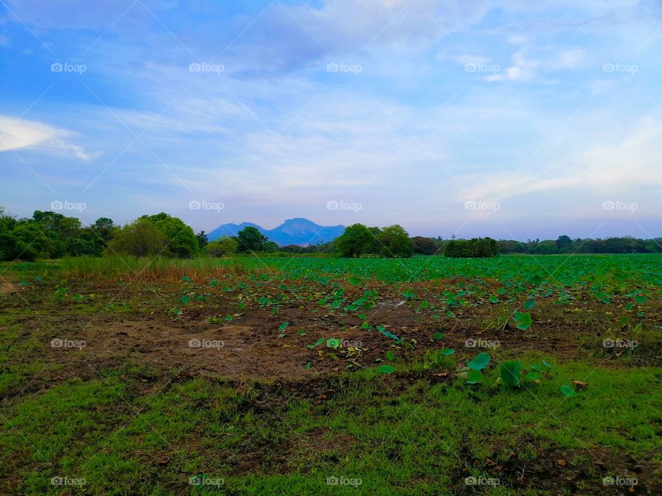 The beauty of Sri Lanka