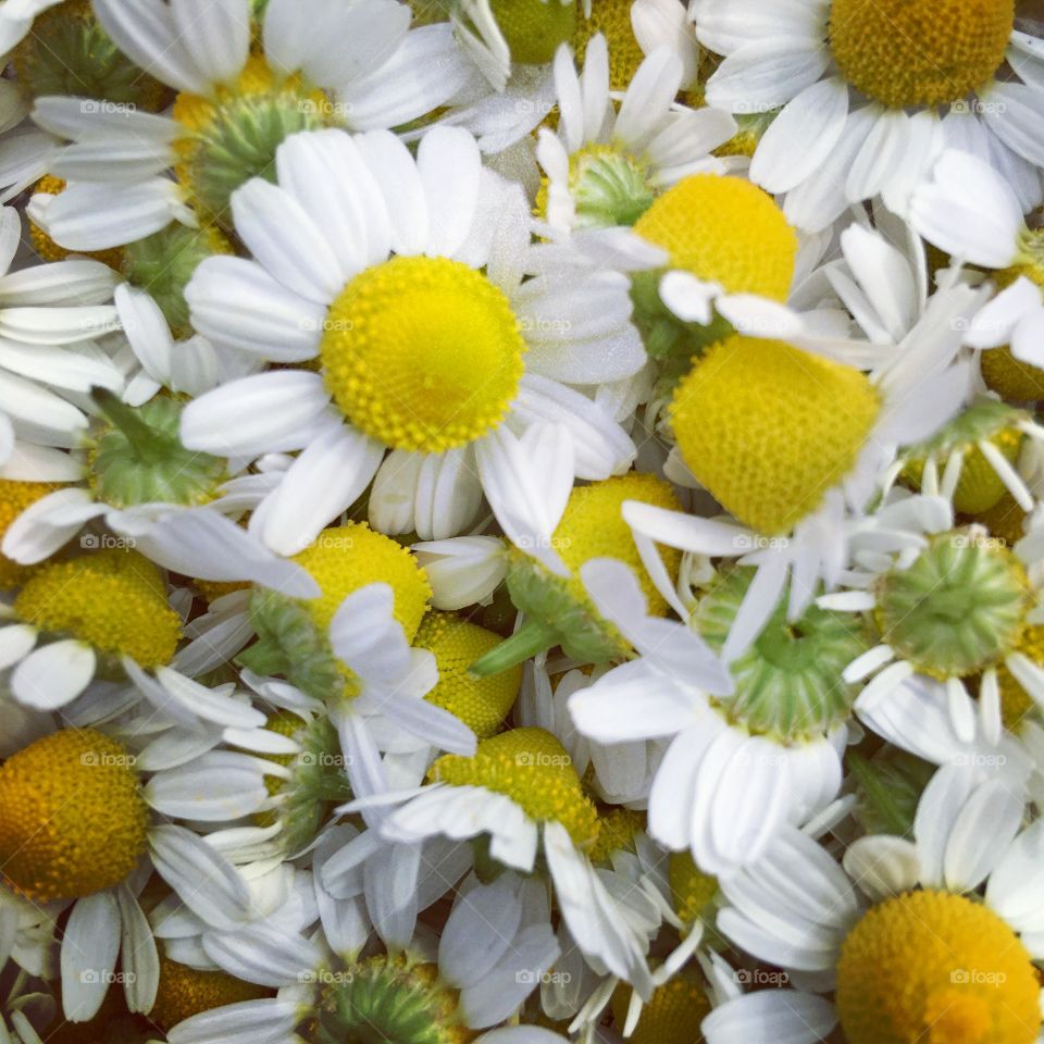 Camomile 