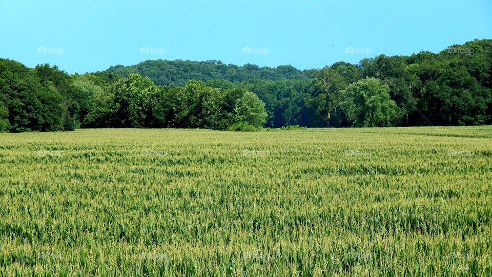 young corn field in under a blue sky in Georgia