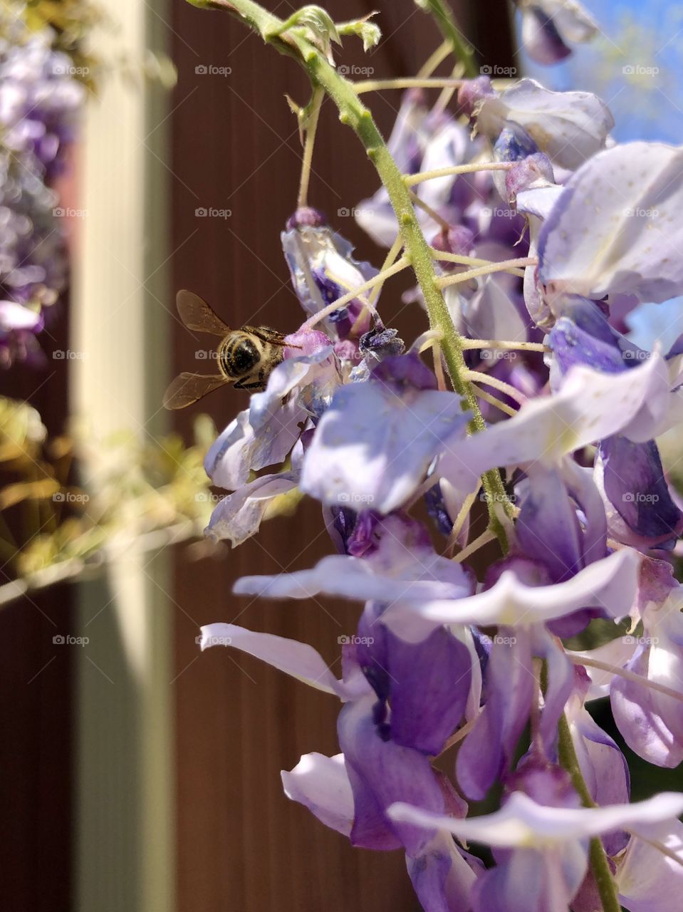 Bee on wisteria blossom 