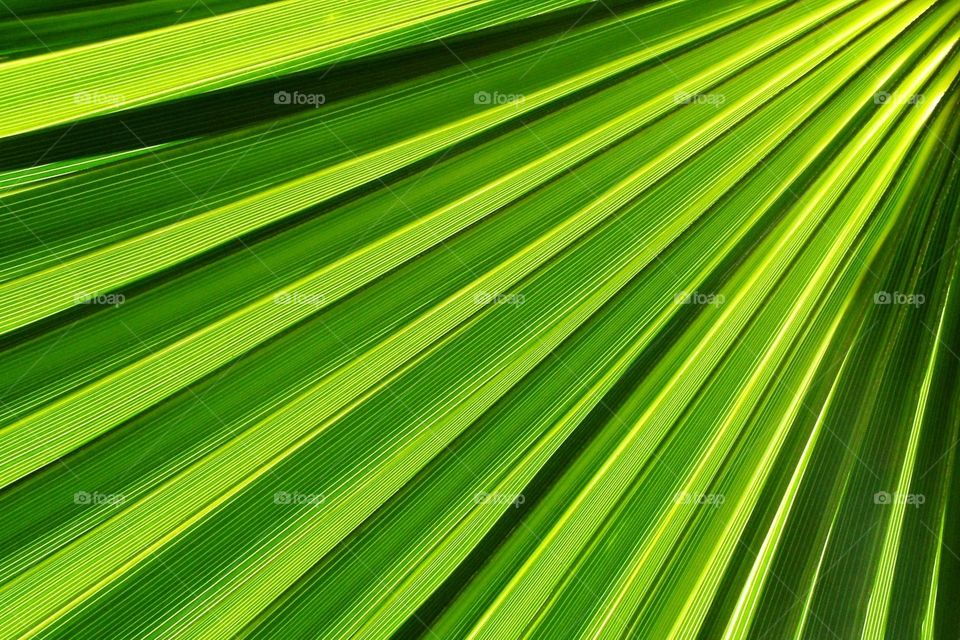 Palm Leaf or Frond at a Death Valley Resort during the peak of day