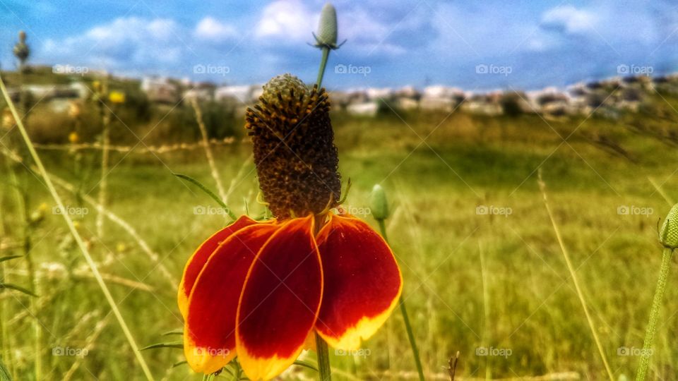 Mexican hat flower