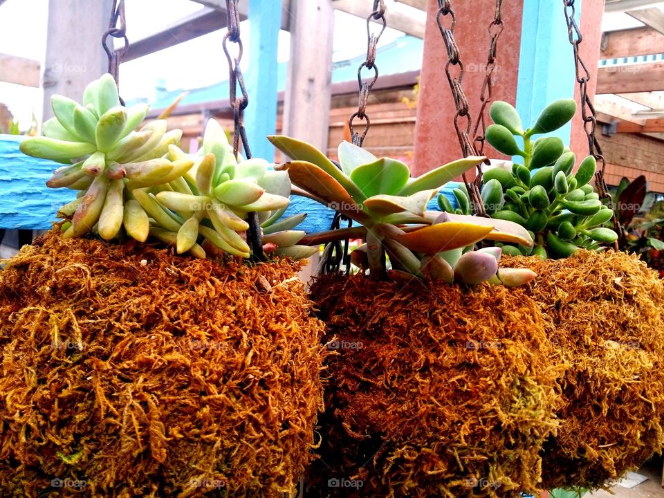 Urban Garden, Succulent Love!