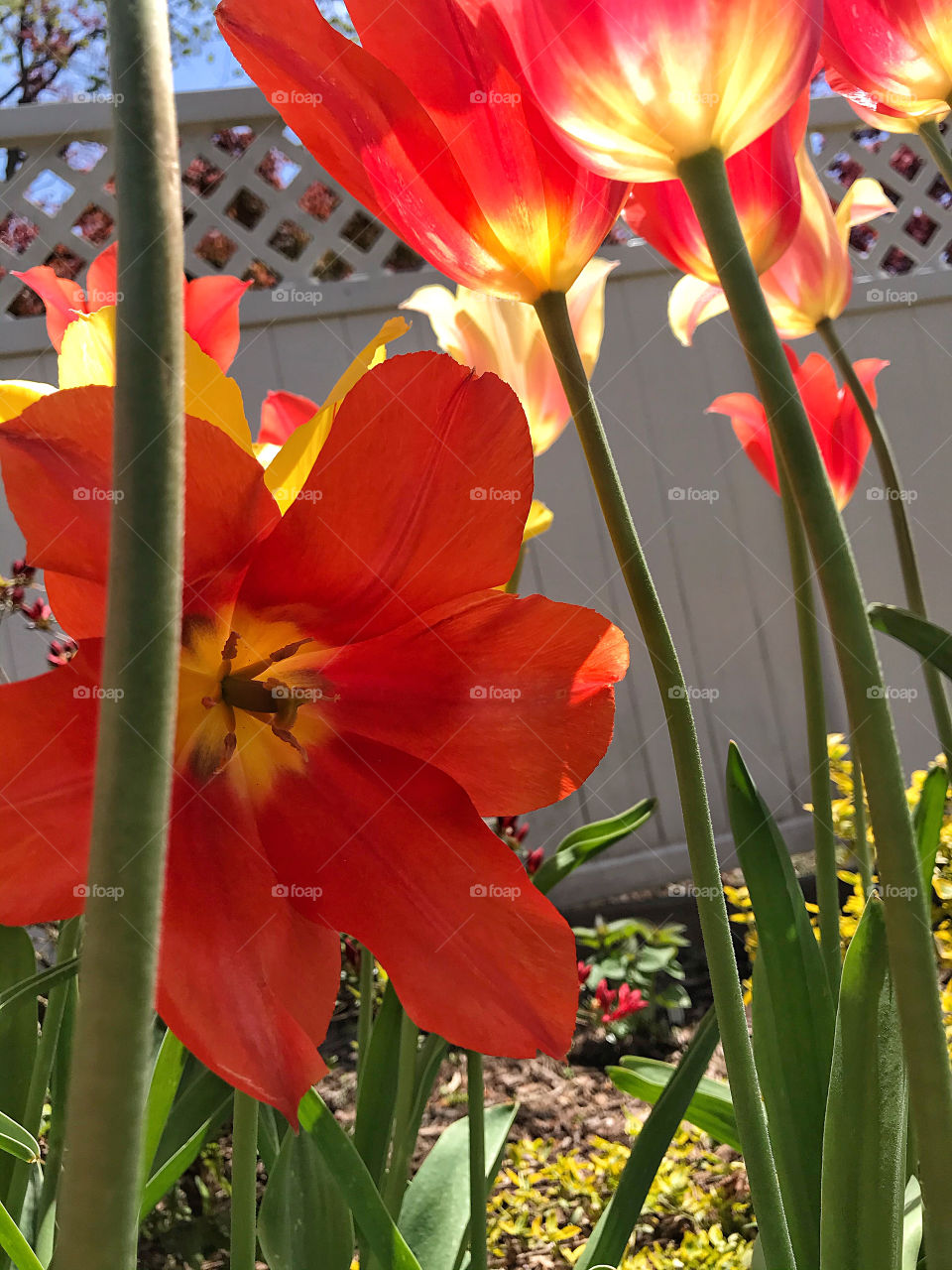 Tulips galore 