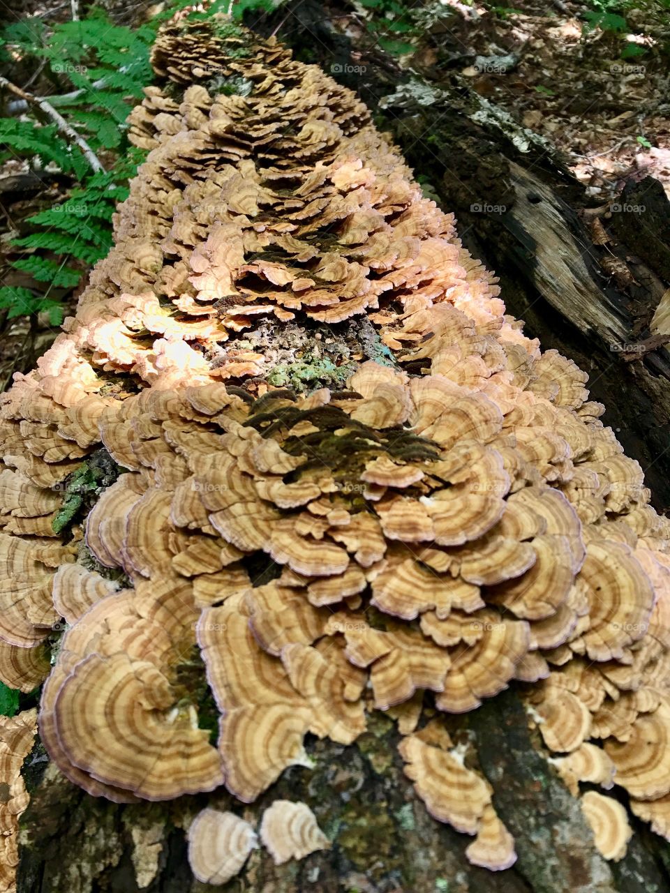 Mushroom colony