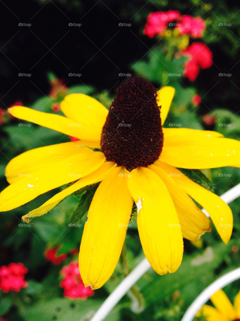 Summer time sunflower blooming in garden 