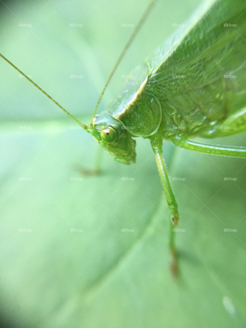 Grasshopper closeup 