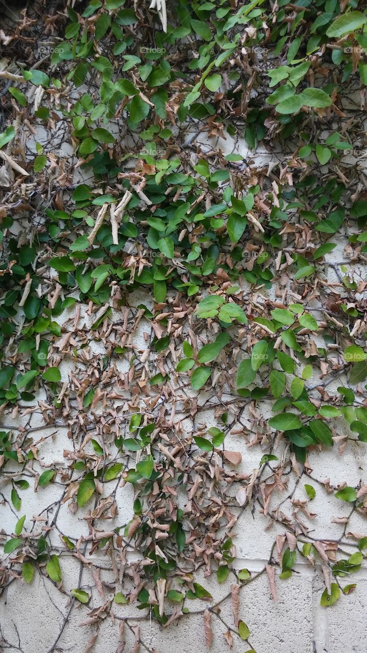 Leaf, Desktop, Flora, Nature, Growth