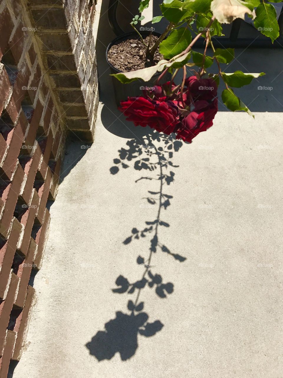 Shadow of roses