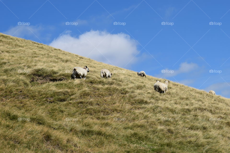 Sheep hurry up mountain