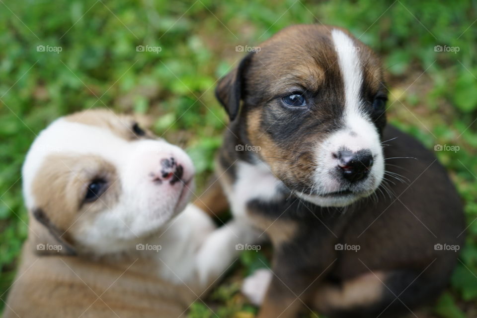 two cute puppies