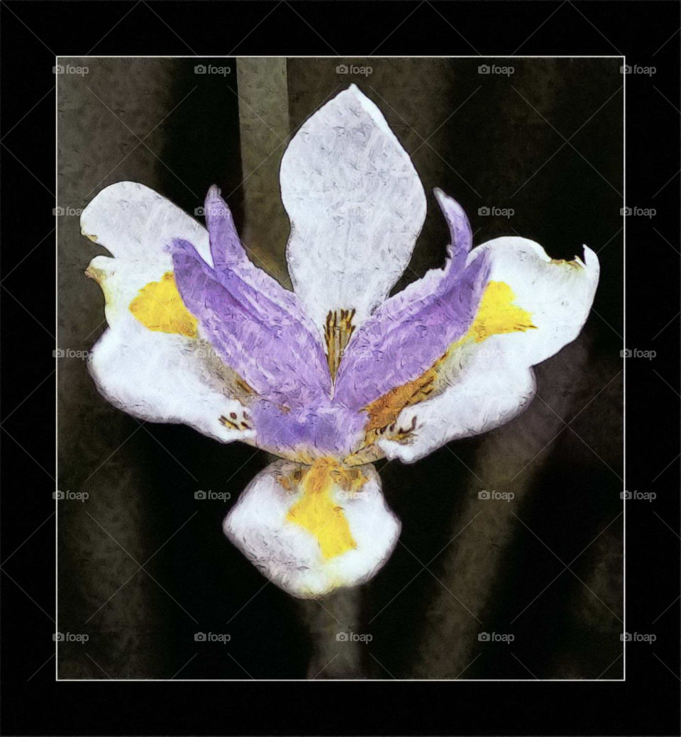 flower purple petal iris by idon