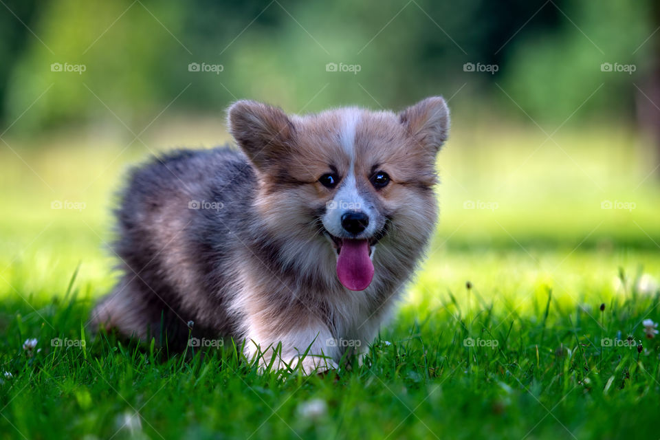 Red dog welsh corgi pembroke puppy running in the green grass.