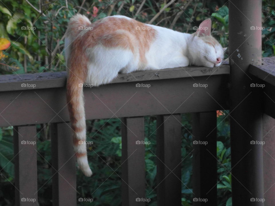 Cat, Animal, Portrait, Nature, Mammal