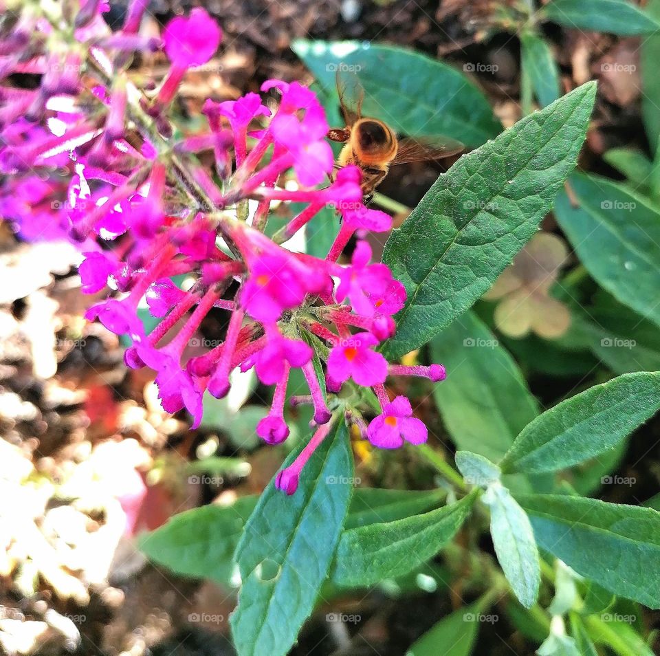 Flowers and Bee