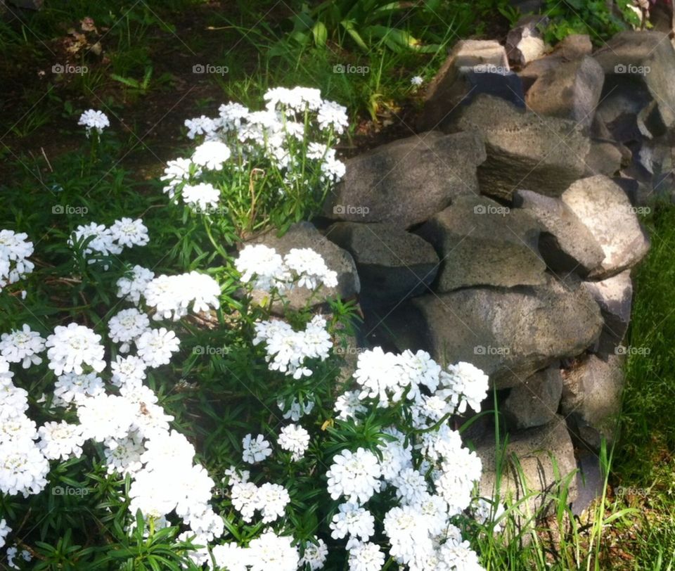 Flowers by the barn