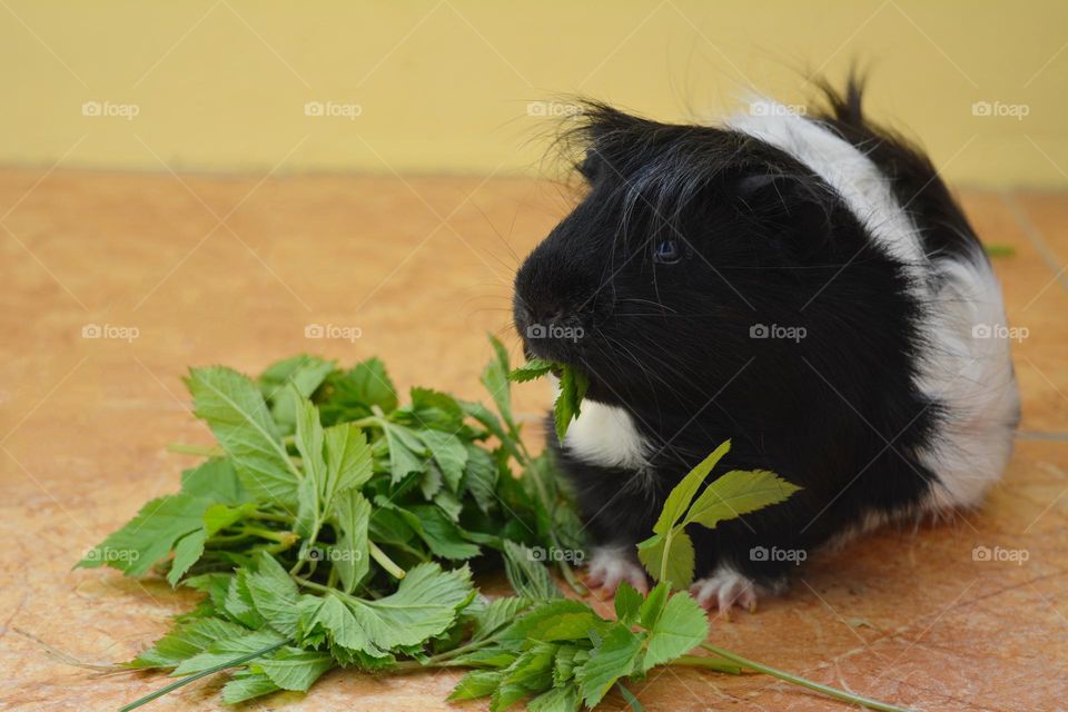 guinea pig pet eating green leaves, dinner time