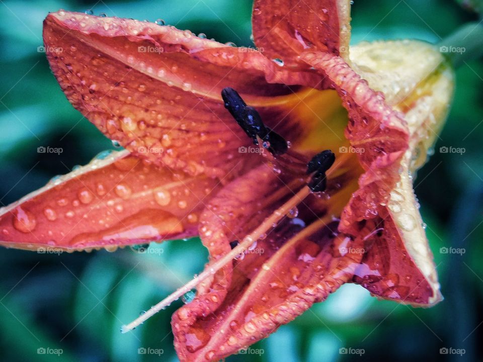 Raindrops on a tigerlily