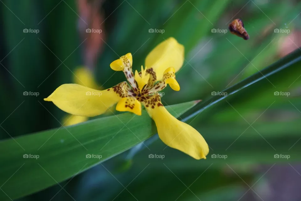yellow and green
