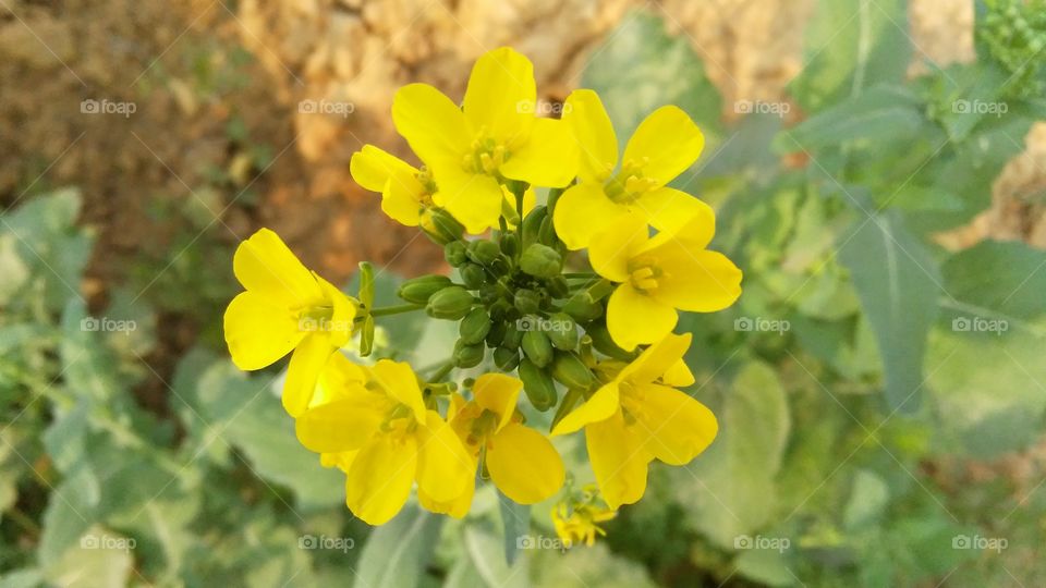 A beautiful scene of flowers and buds in the garden.