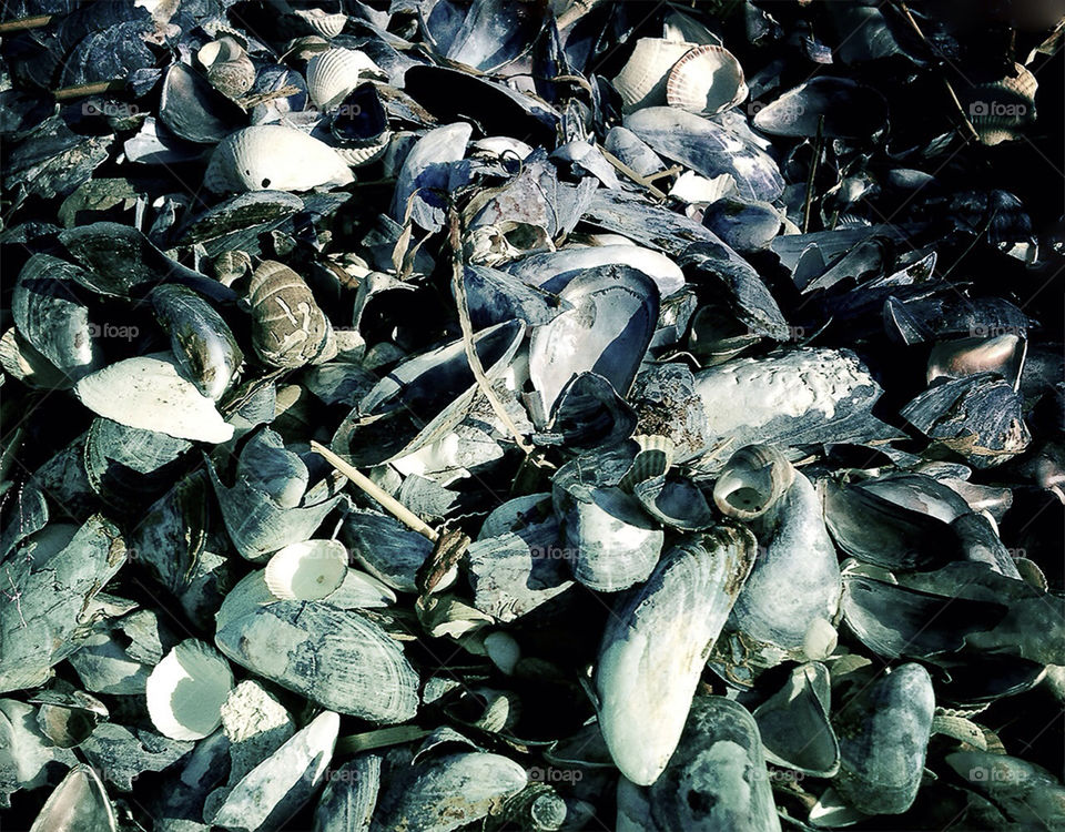 sea denmark shells holbæk by pellepelle