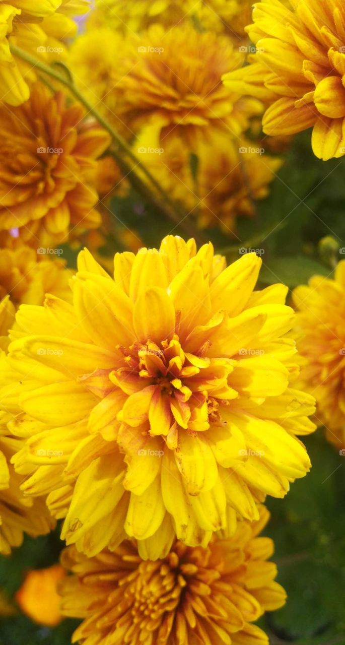 yellow flowers. summer aesthetic.