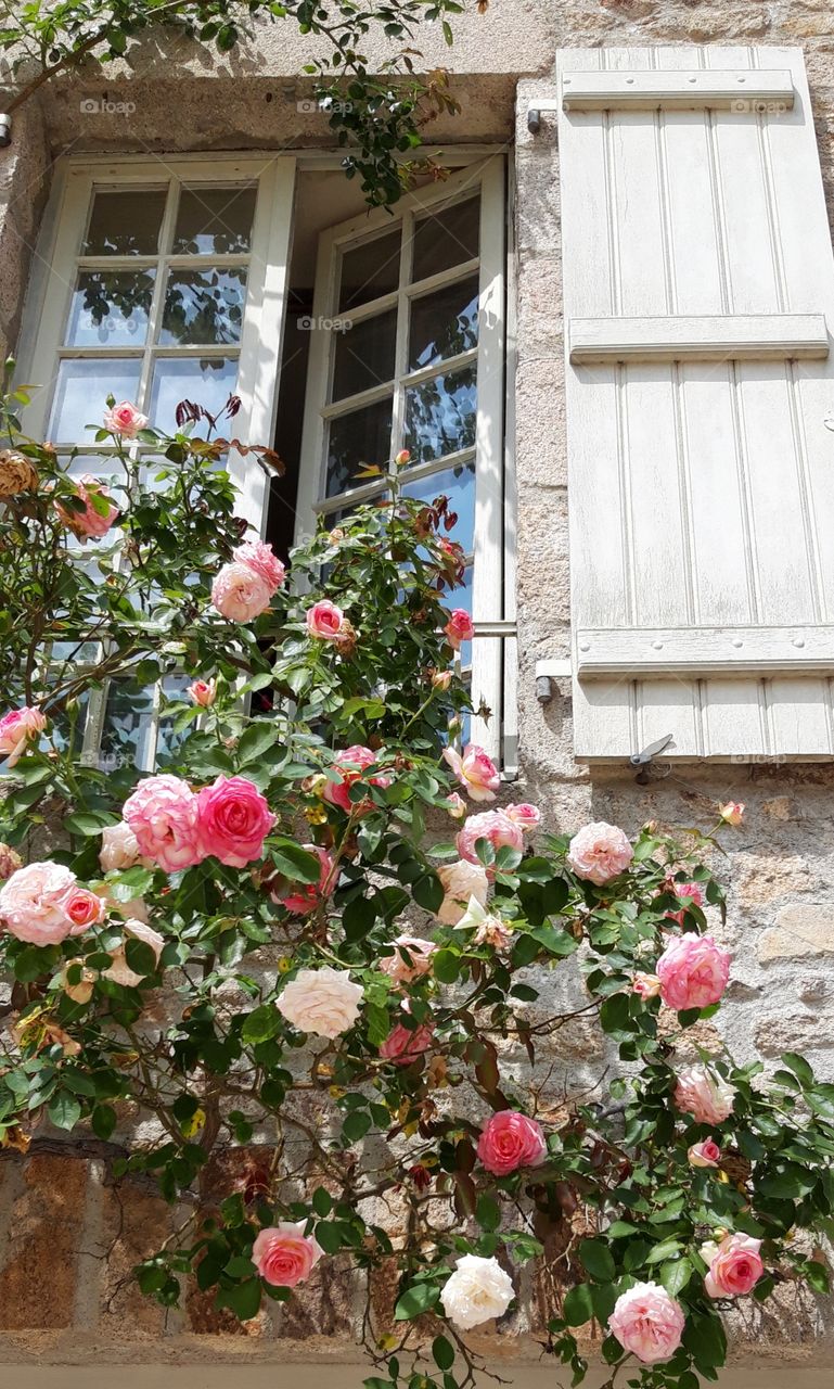 roses at window in Limousin