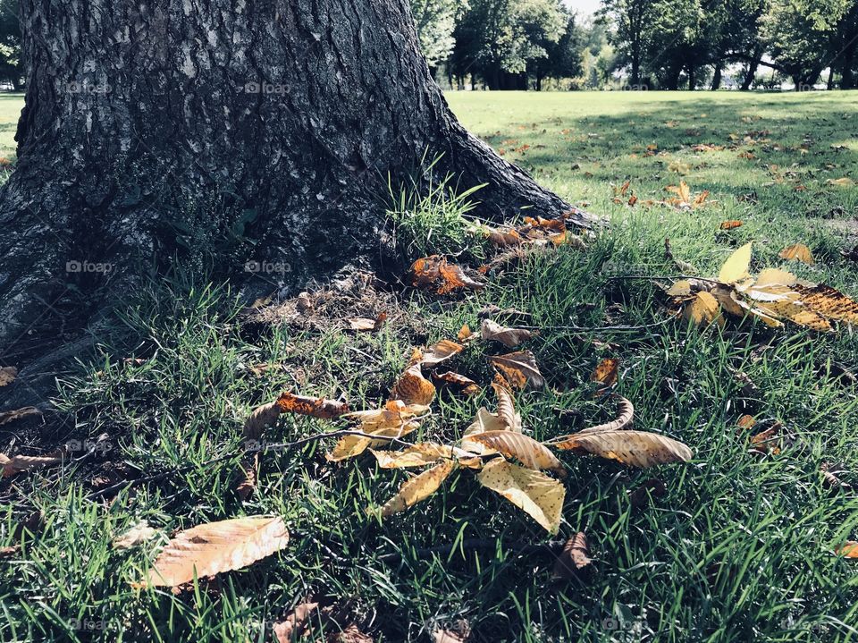 Fallen leaves in a park