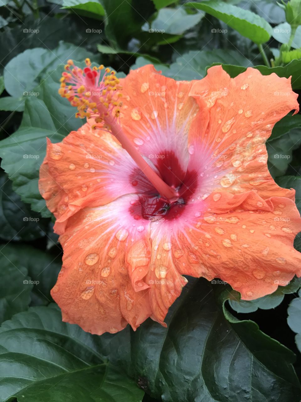 Orange hibiscus 