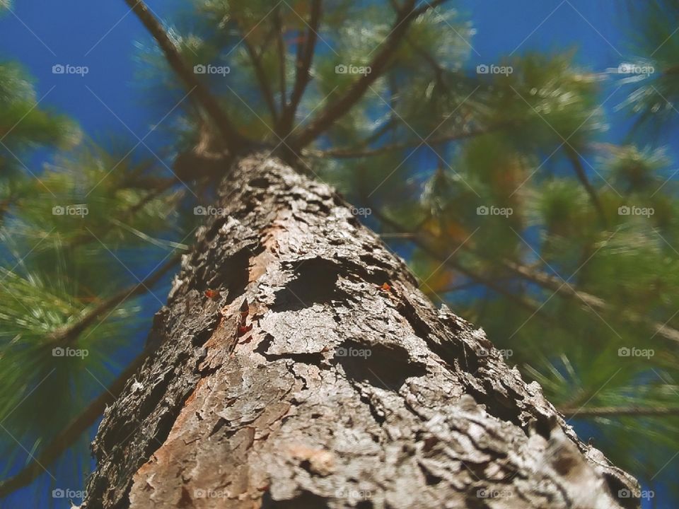 up close pine tree bark looking up