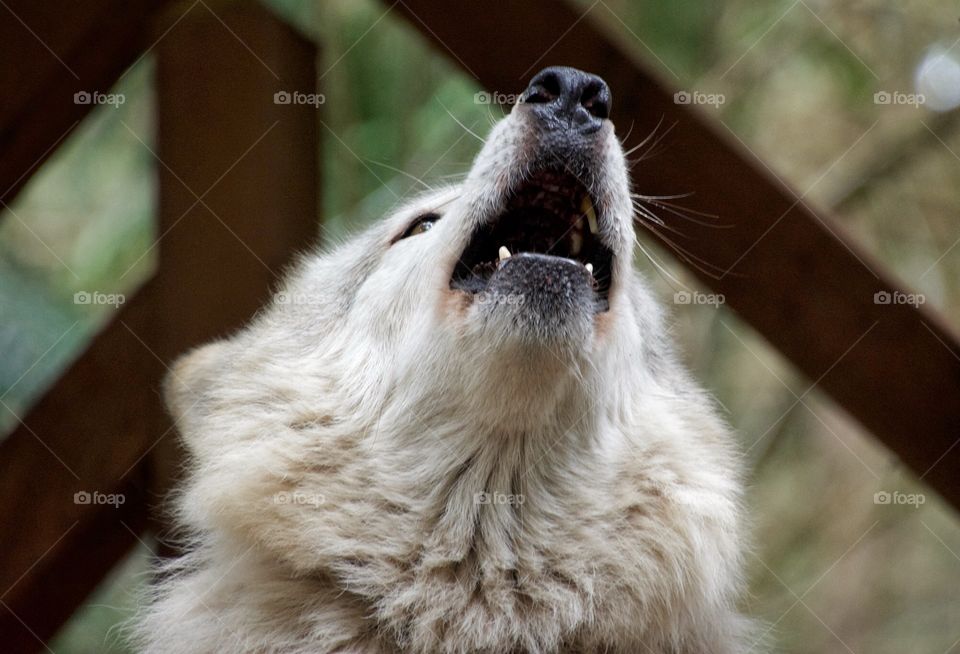 Howling wolf