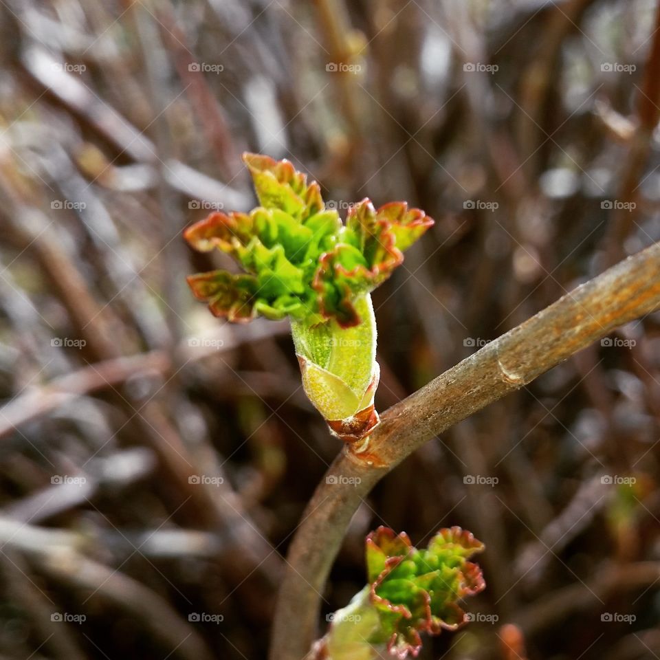 Early flower bud!