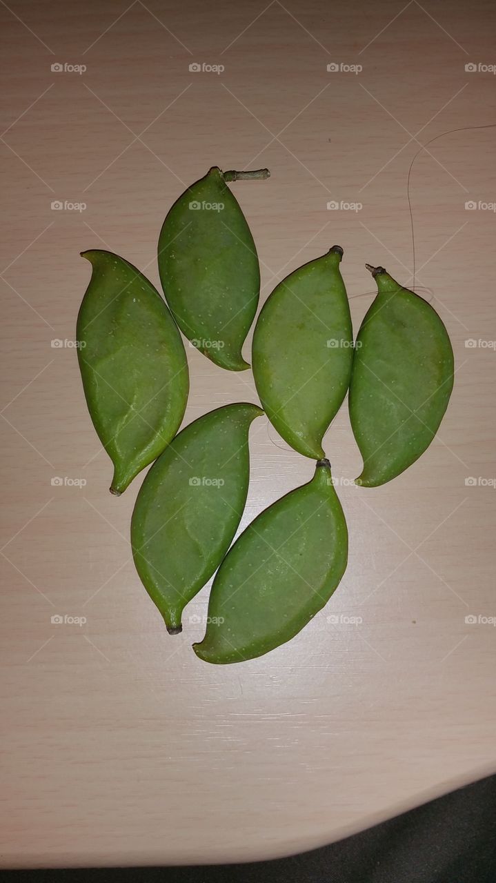 Pongamia Seeds