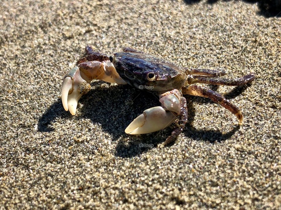 Happy crab on a sandy beach