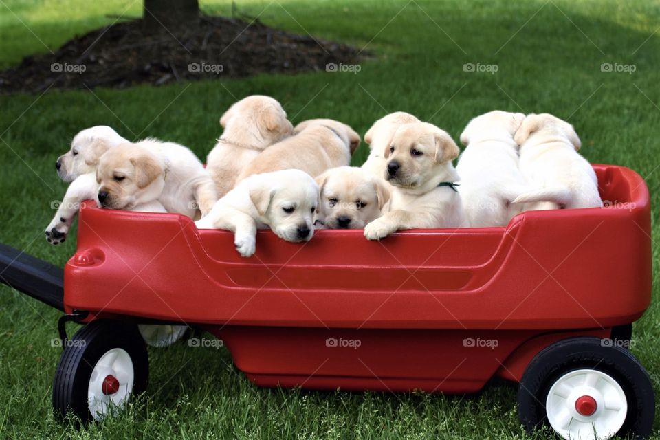 Wagon full of Labrador Puppies