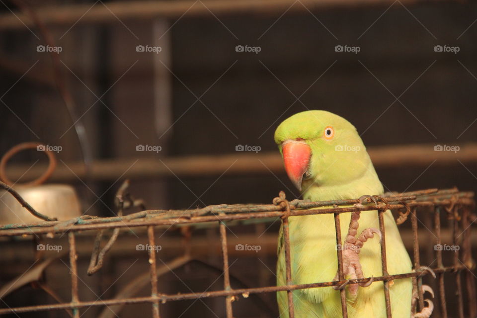animal Life style hack_parrot
