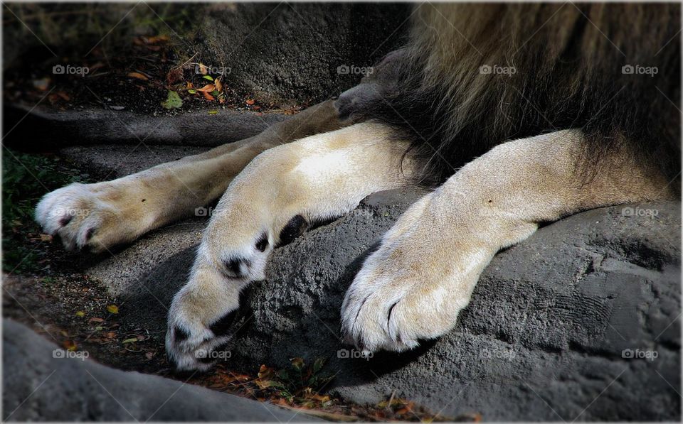 Paws