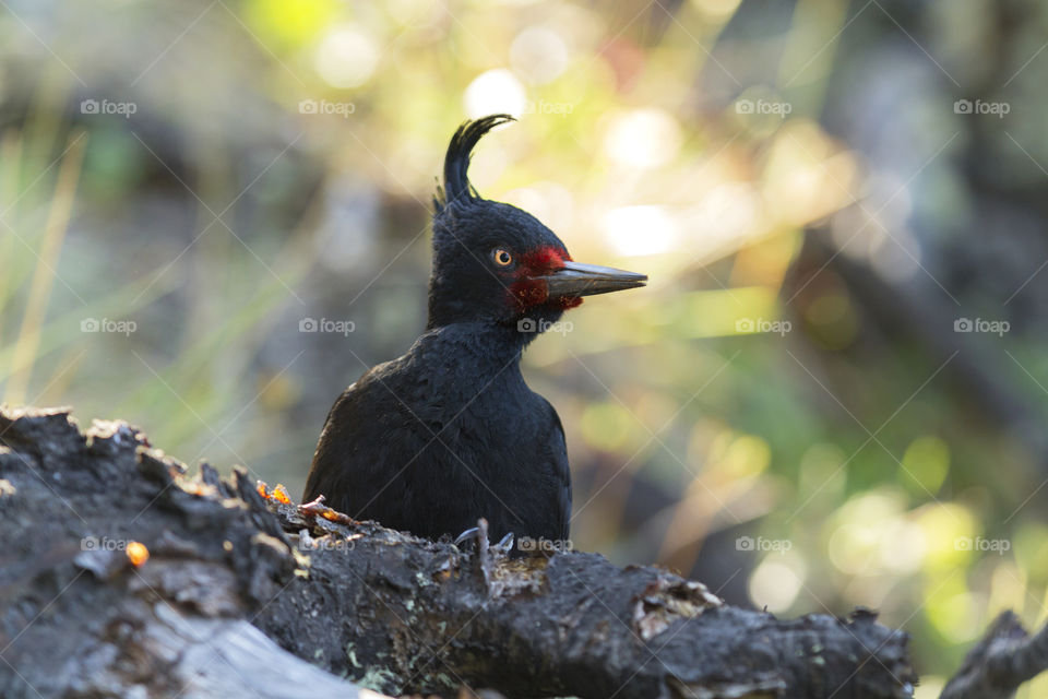 Beautiful bird.