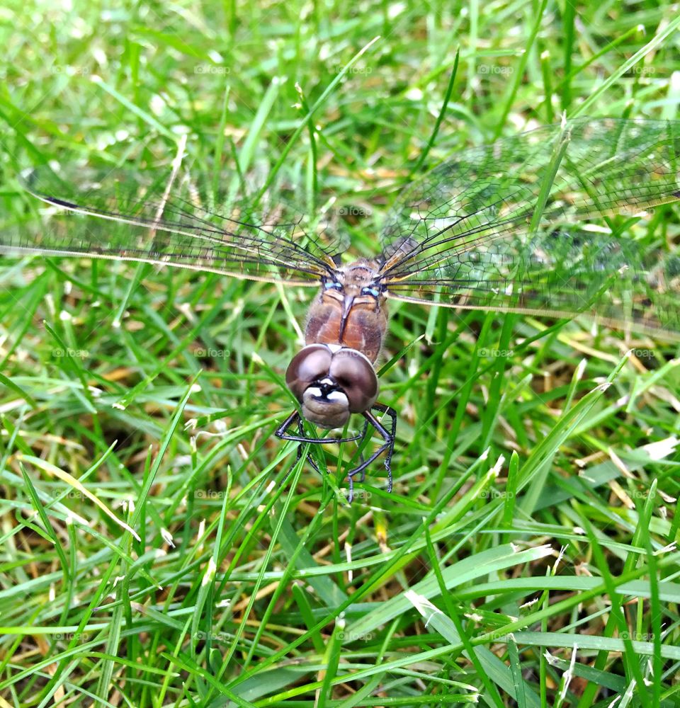 Monsieur Dragonfly poses for a portrait 📷