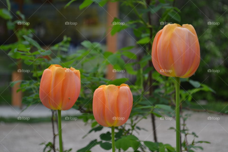 Trio of Spring orange tulips closeup blurred background 