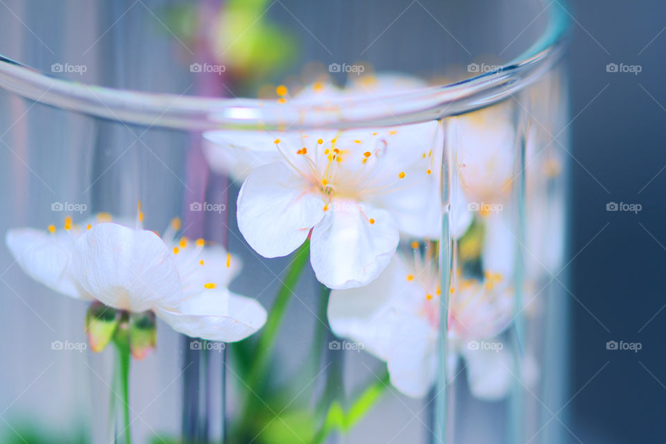 Small bouquet of delicate white spring flowers in a glass