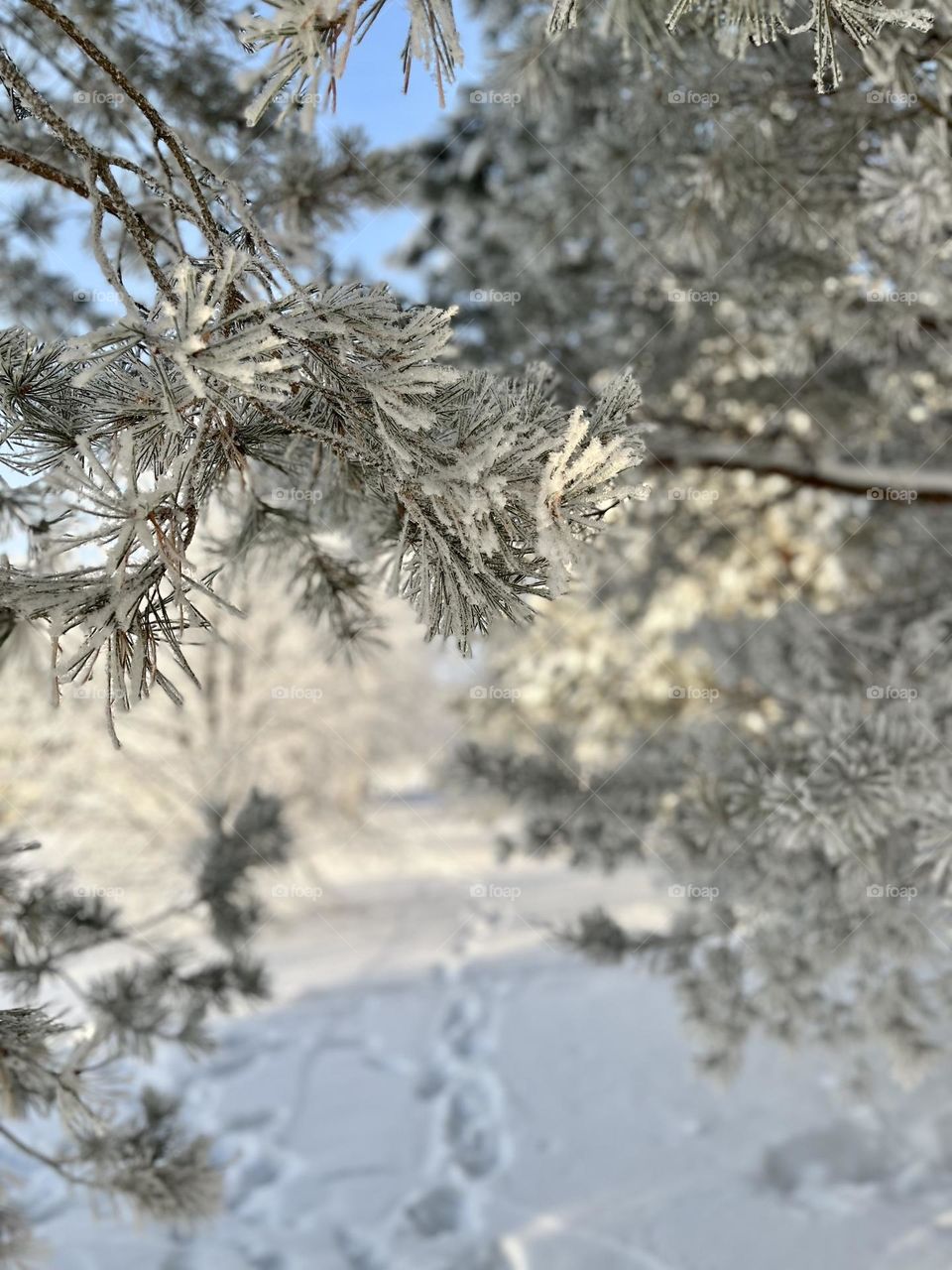 Frosty winter morning in the forest