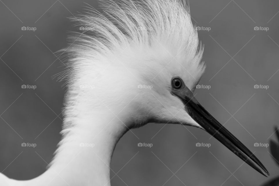 Snowy Egret - Close up - Black and White 