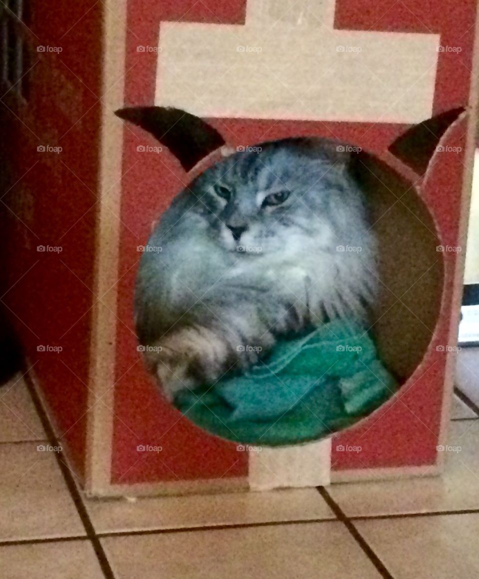 Being "cool" in the Cat Cave .....