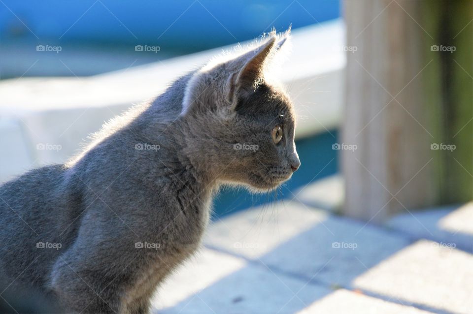 Smoke grey kitten profile 