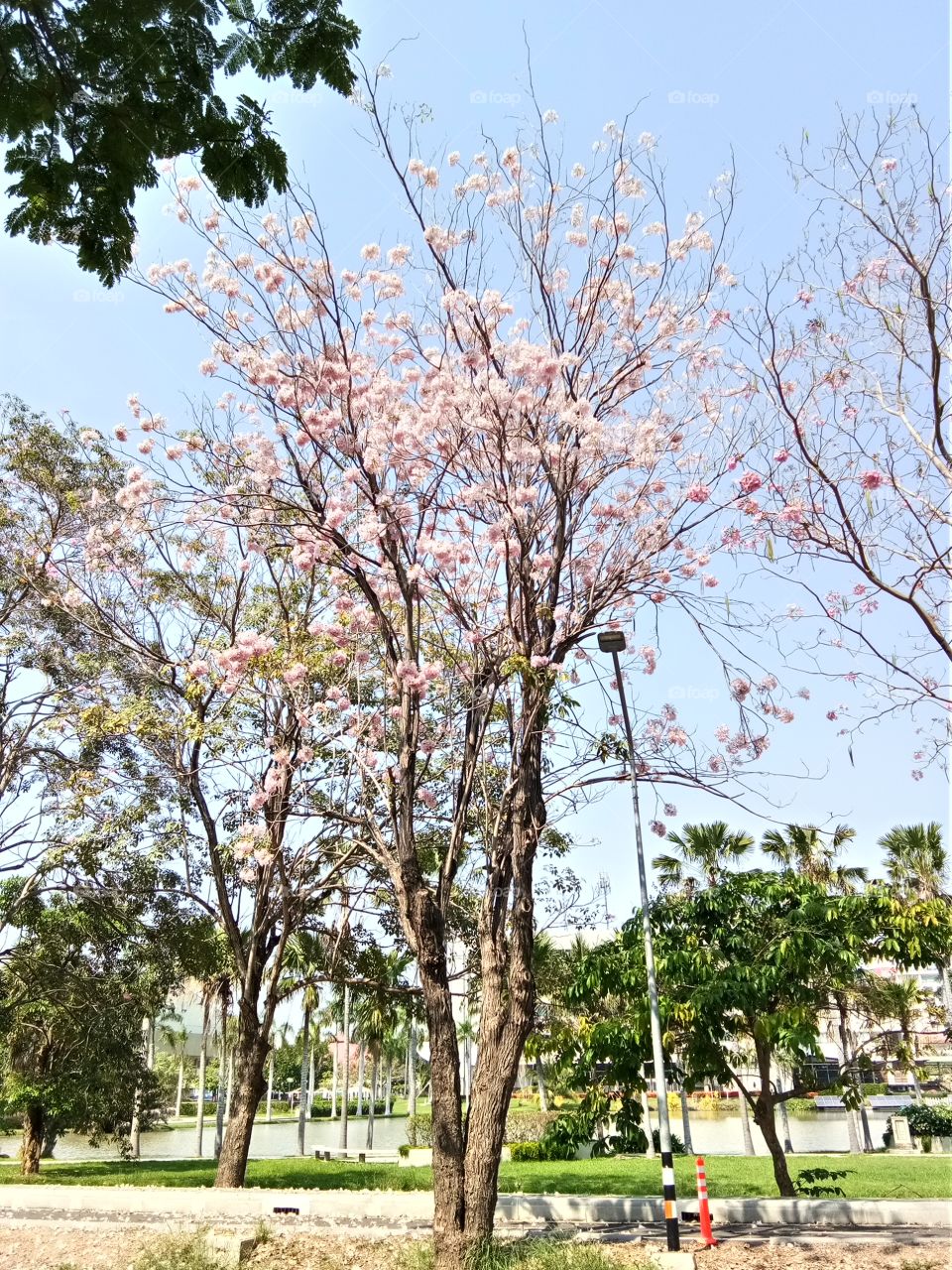 tree
sakura flower
beautiful 
flower
flora
lily
green
nature
thailand