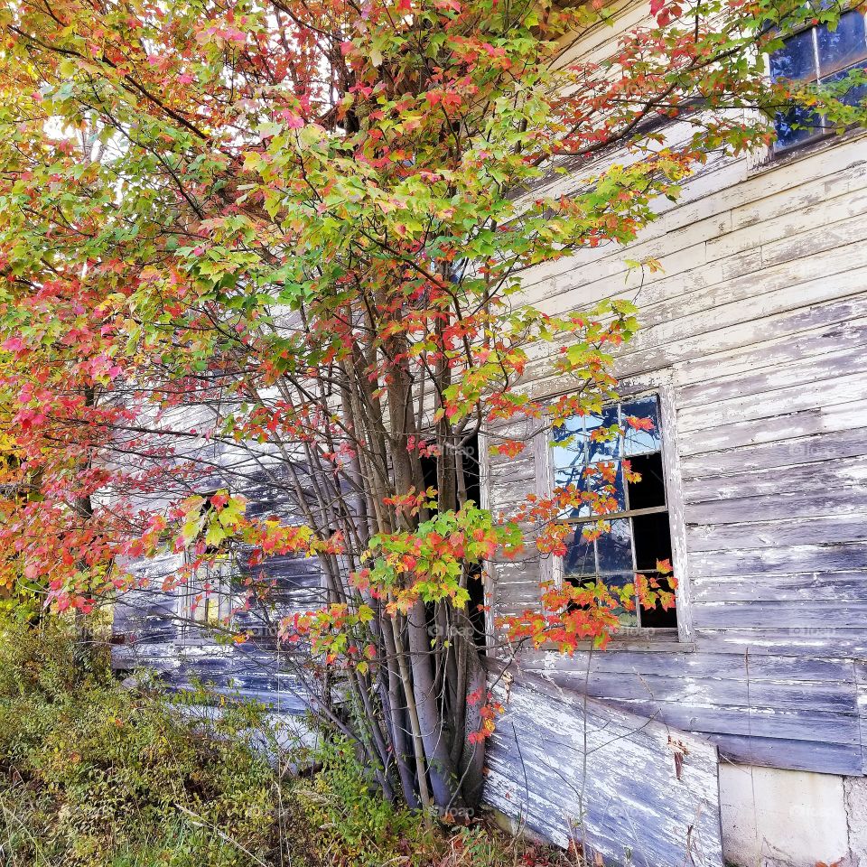 autumn - abandoned house